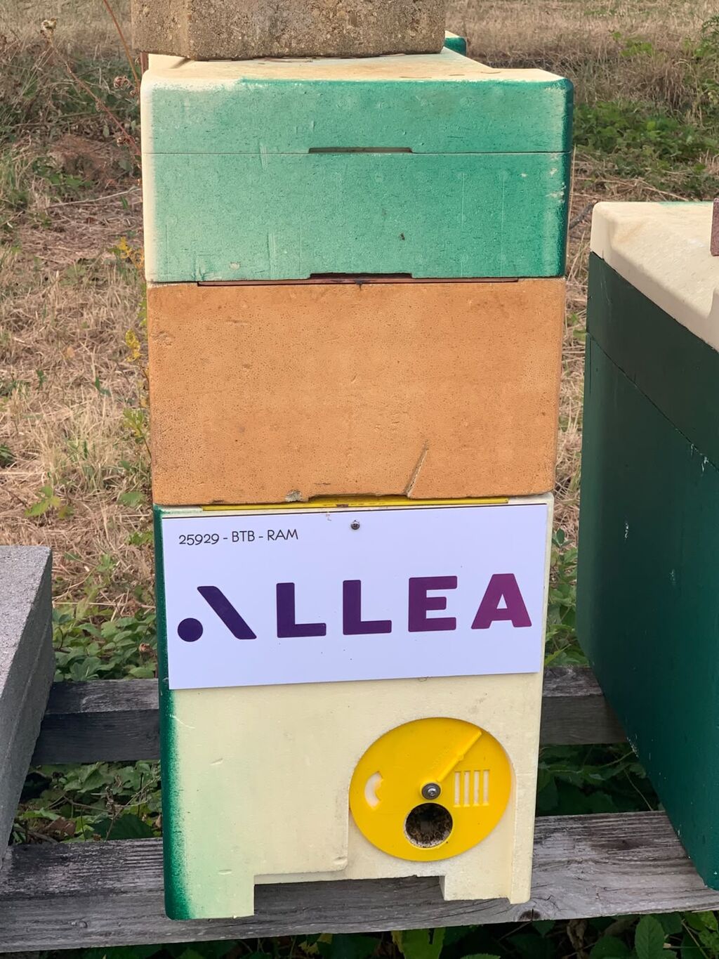 La ruche Allea