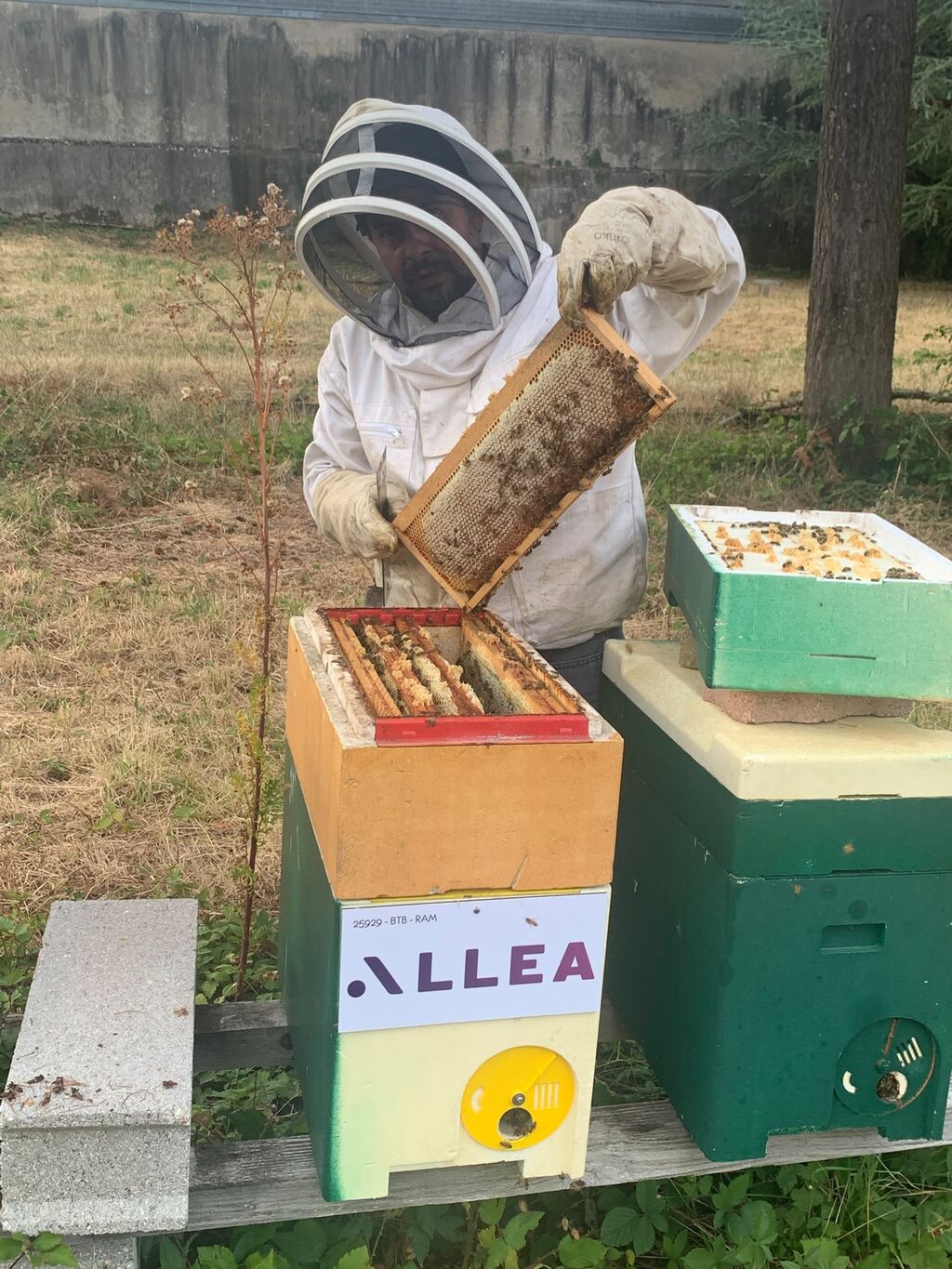 La ruche Allea