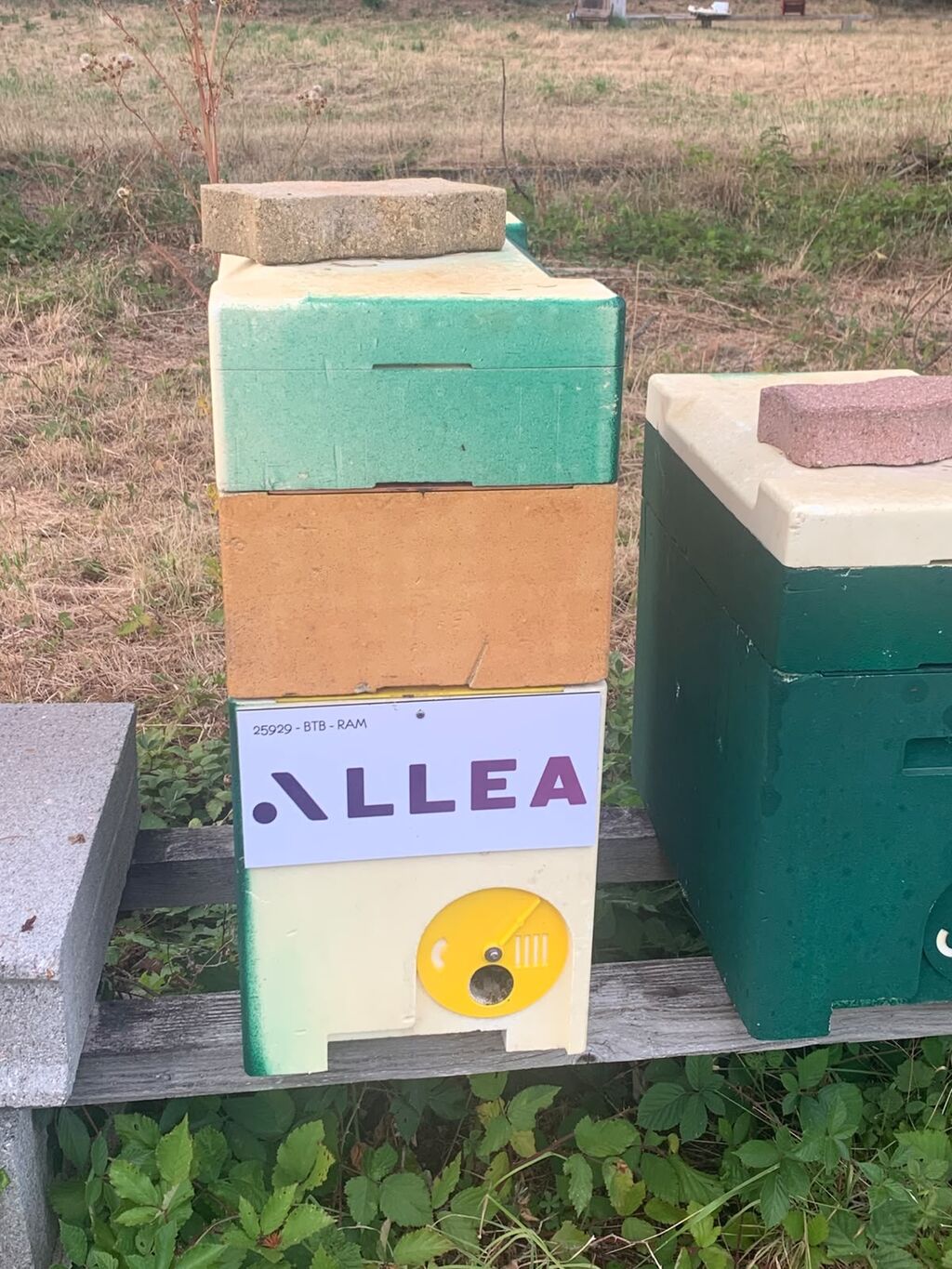 La ruche Allea