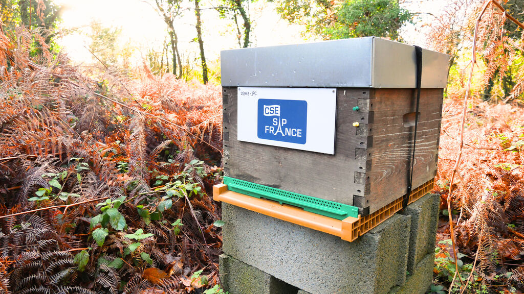 La ruche CSE SAP France