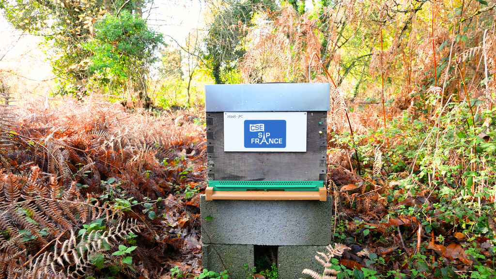 La ruche CSE SAP France