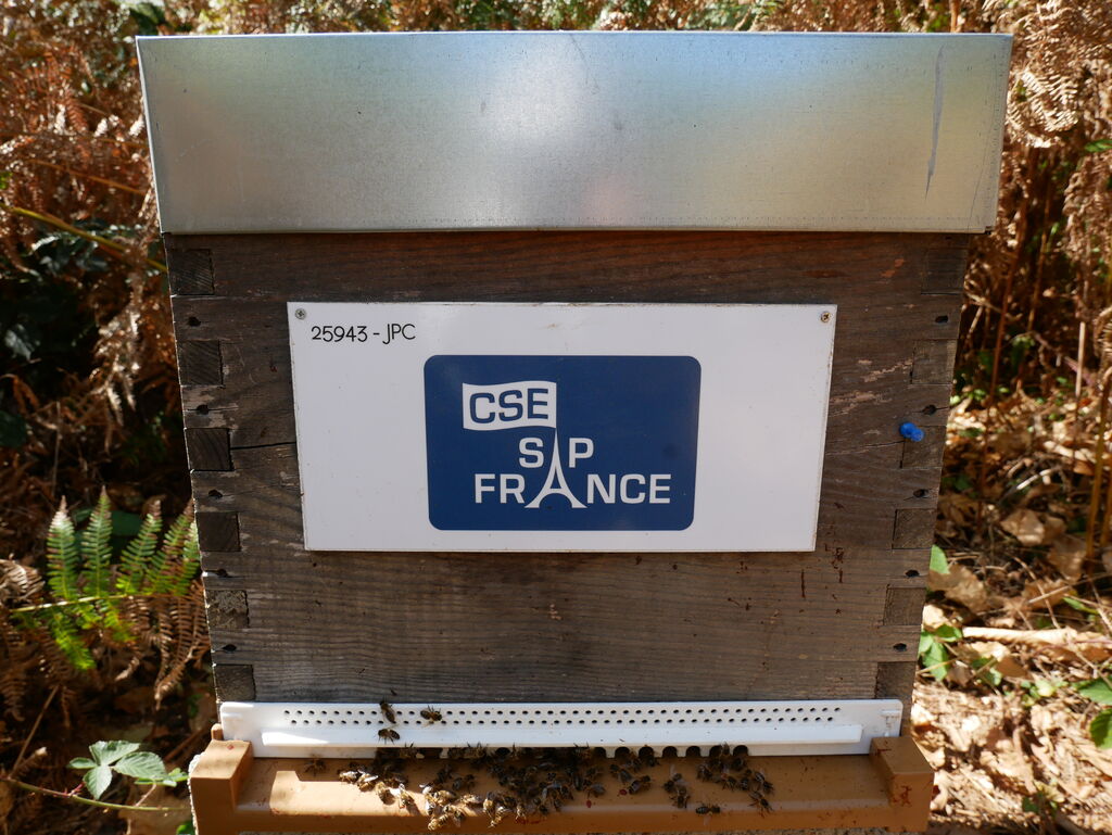 La ruche CSE SAP France