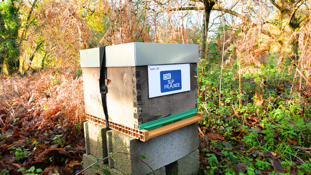 La ruche CSE SAP France