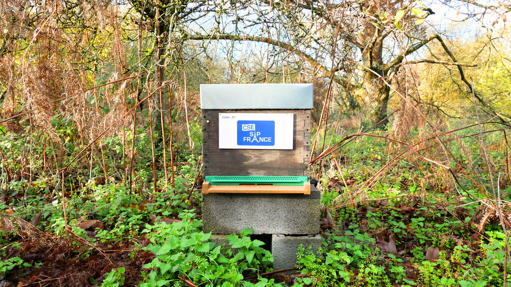 La ruche CSE SAP France