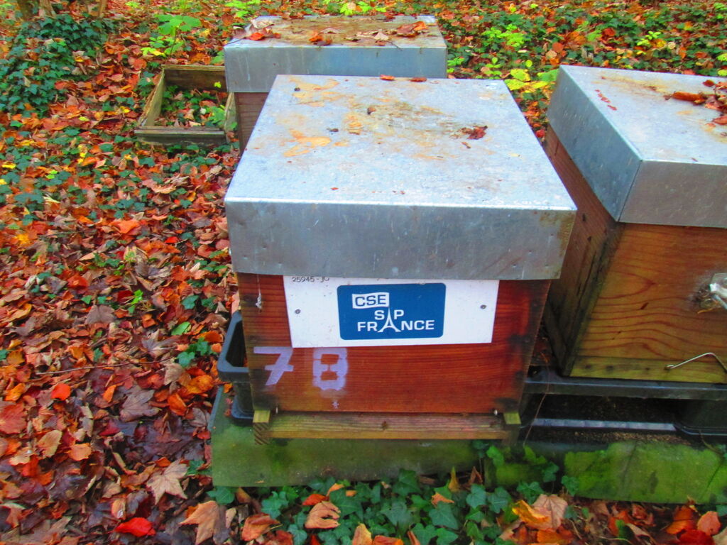 La ruche CSE SAP France