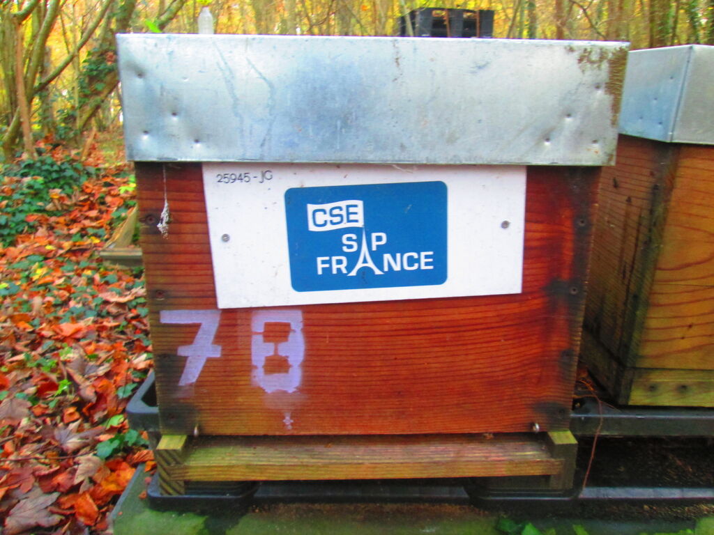 La ruche CSE SAP France