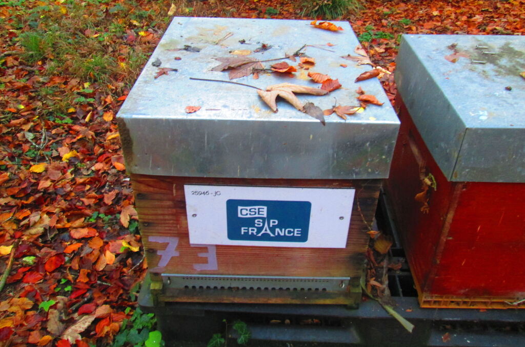 La ruche CSE SAP France