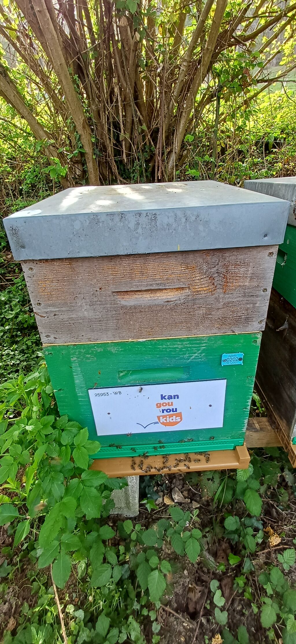 La ruche KANGOUROU KIDS