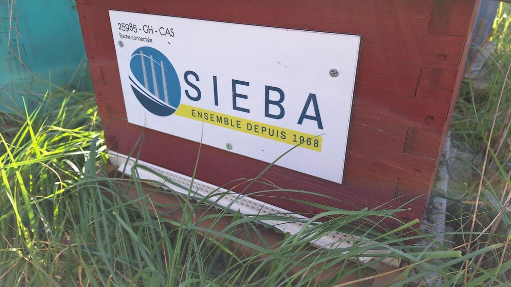La ruche SIEBA