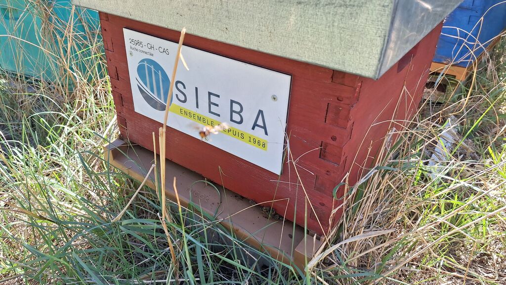 La ruche SIEBA