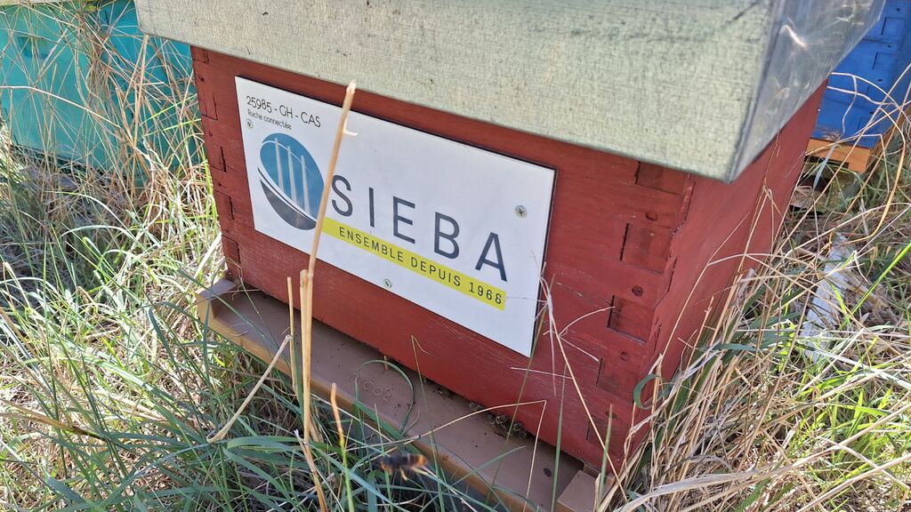 La ruche SIEBA