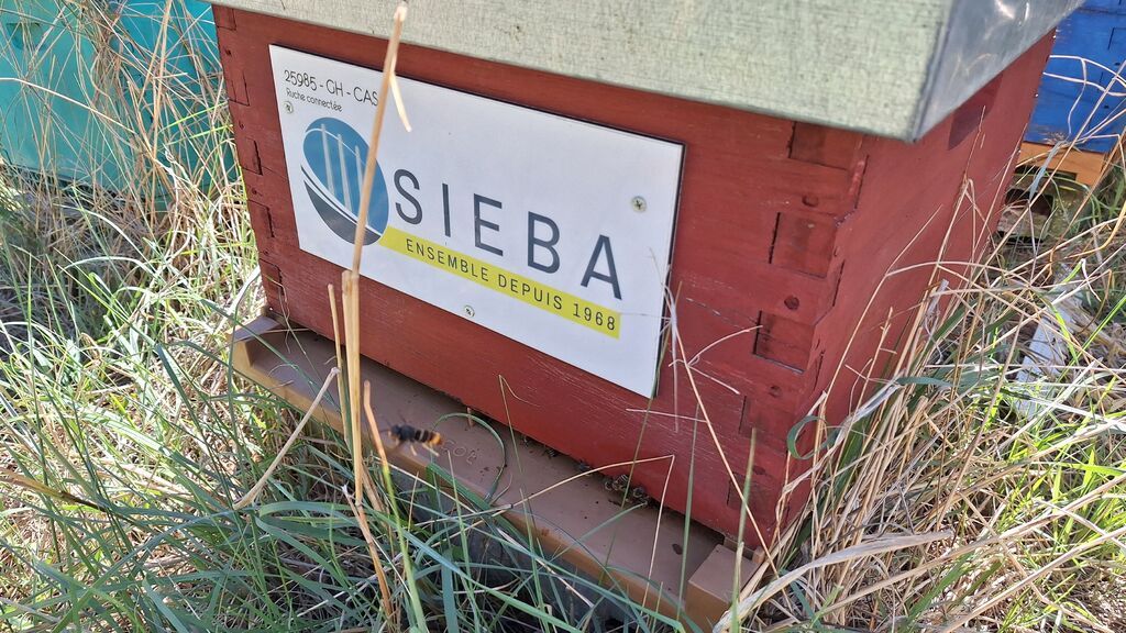La ruche SIEBA