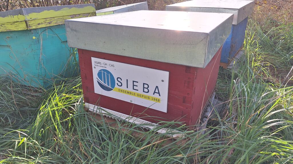 La ruche SIEBA