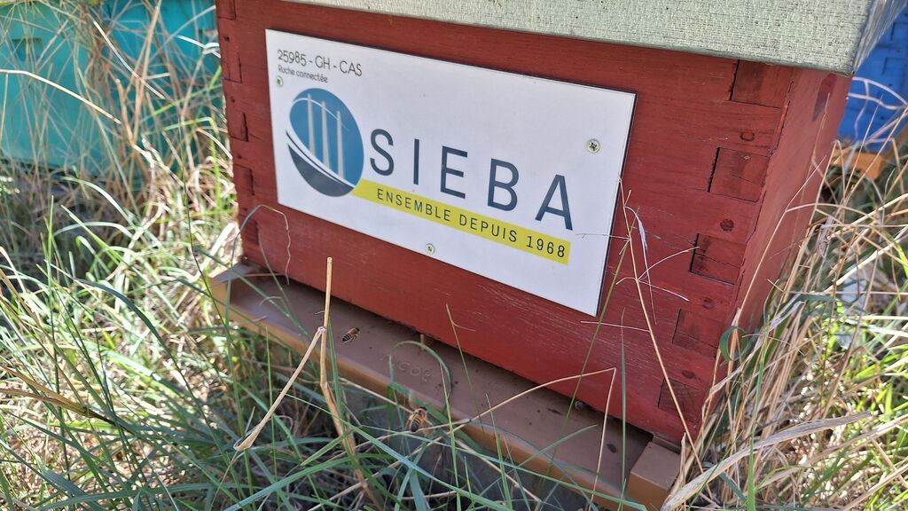 La ruche SIEBA