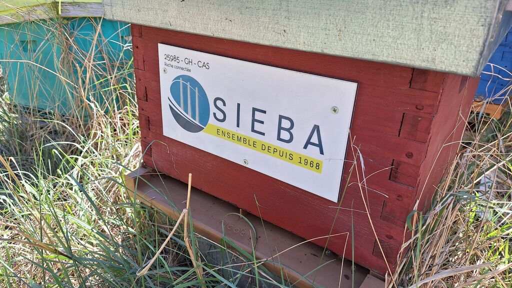 La ruche SIEBA