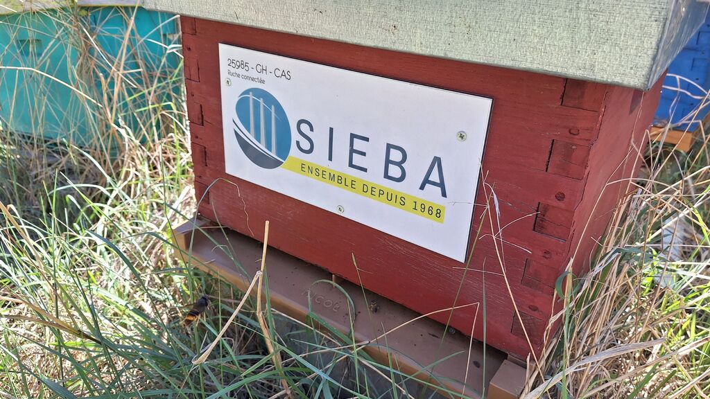 La ruche SIEBA
