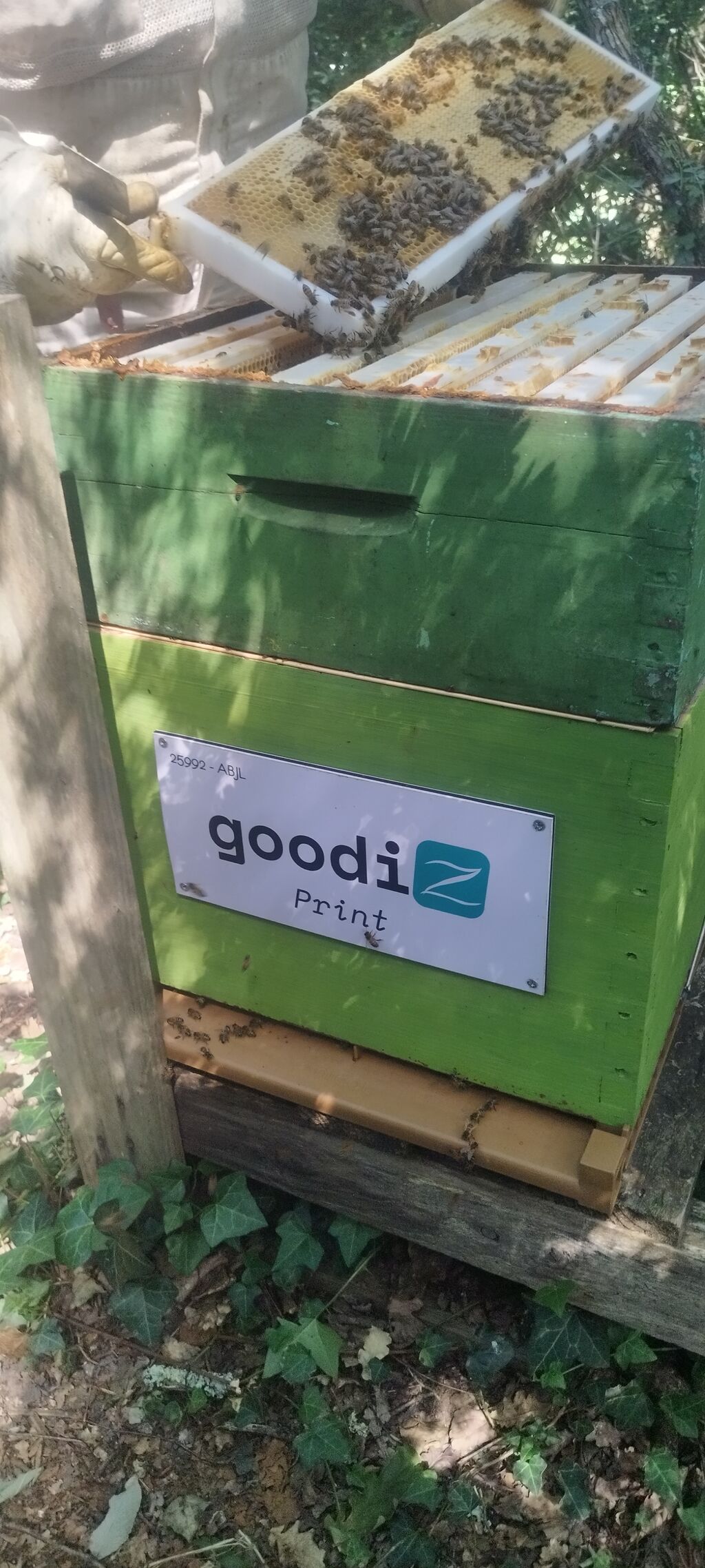 La ruche GOODIZ PRINT