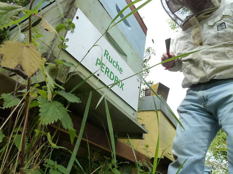 La ruche Perdrix