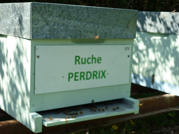 La ruche Perdrix