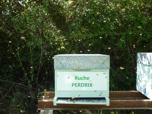 La ruche Perdrix