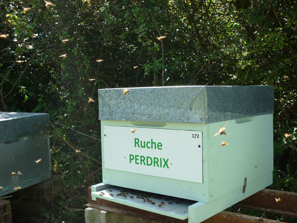 La ruche Perdrix