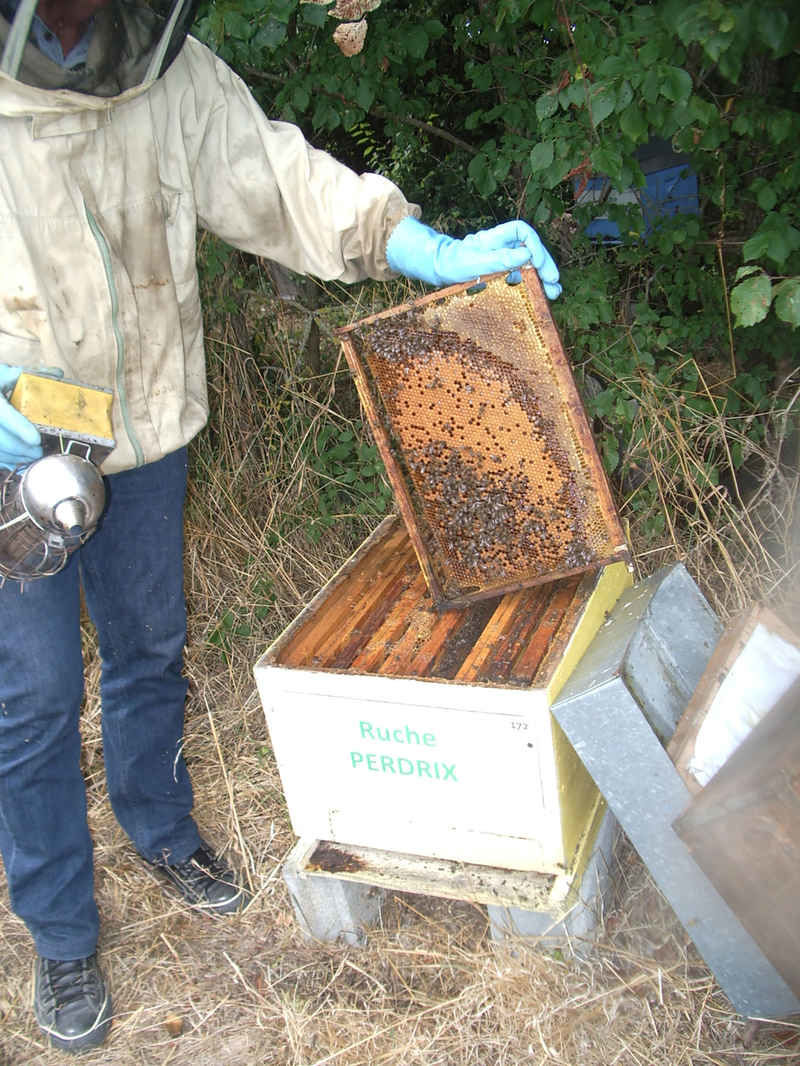 La ruche Perdrix