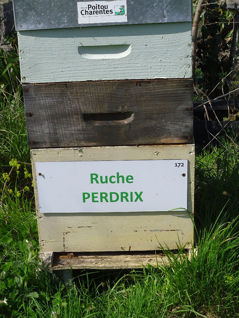 La ruche Perdrix