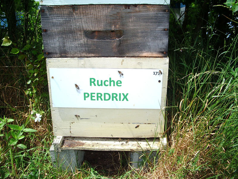 La ruche Perdrix