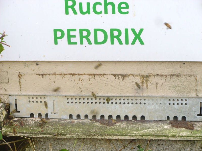 La ruche Perdrix