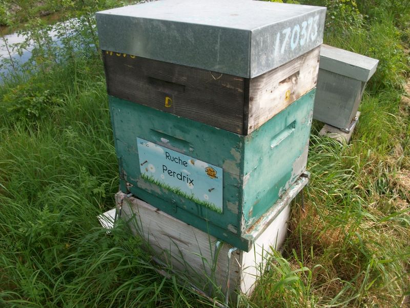 La ruche Perdrix