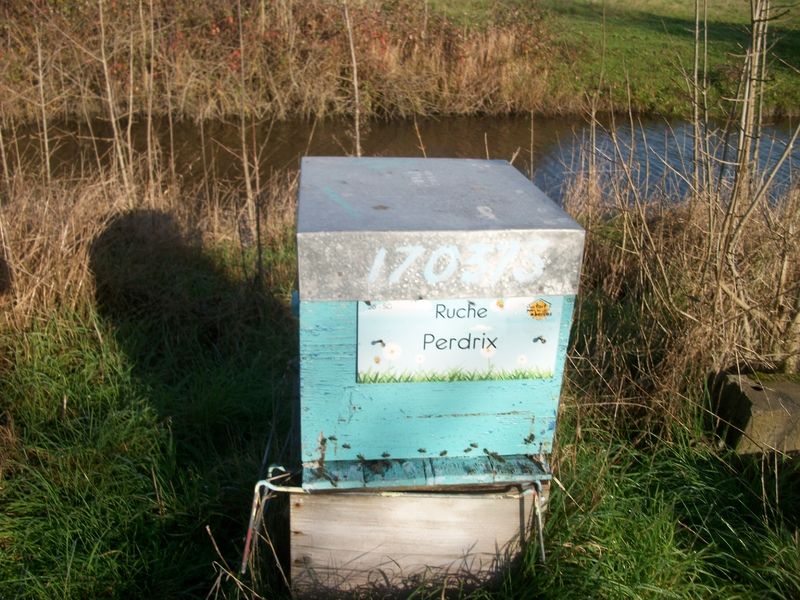 La ruche Perdrix