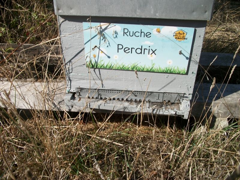 La ruche Perdrix