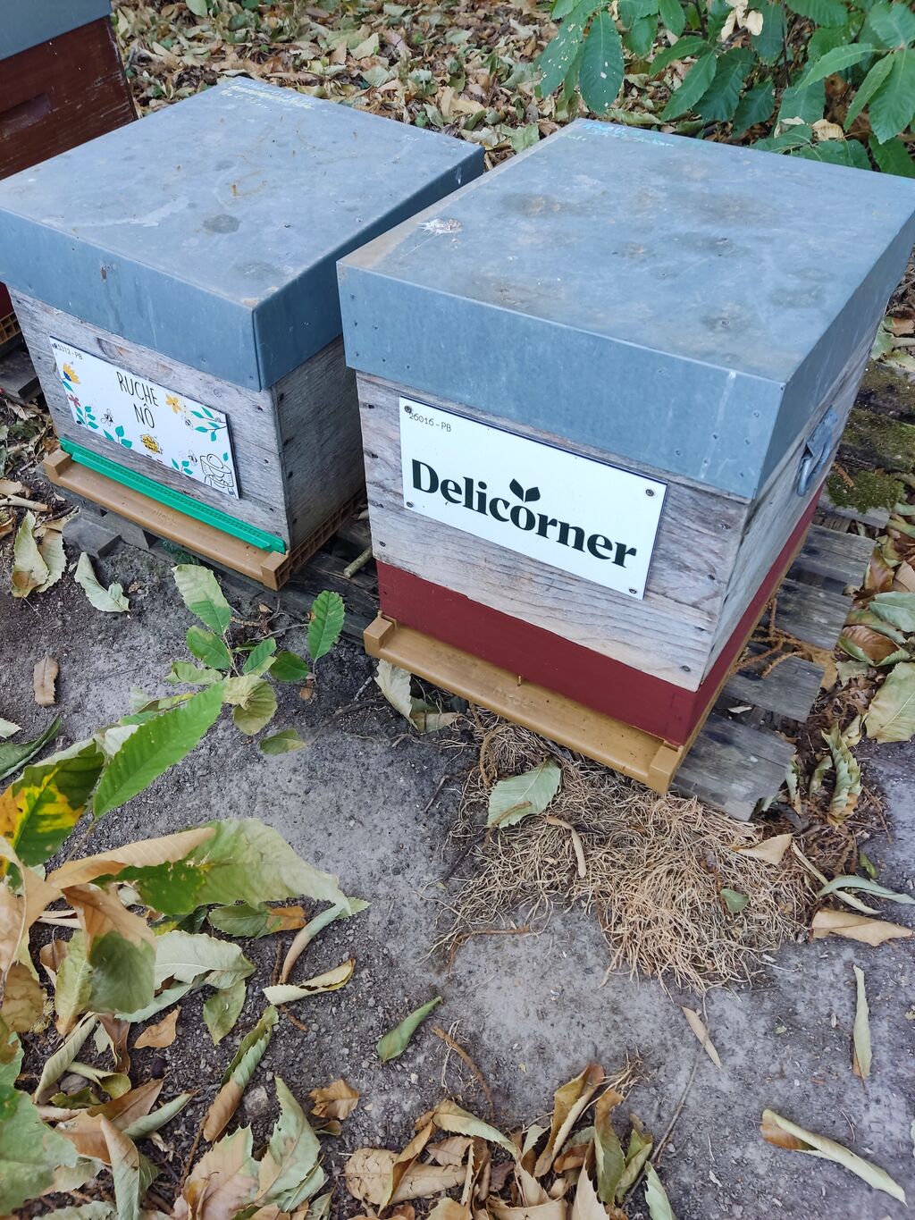La ruche Delicorner