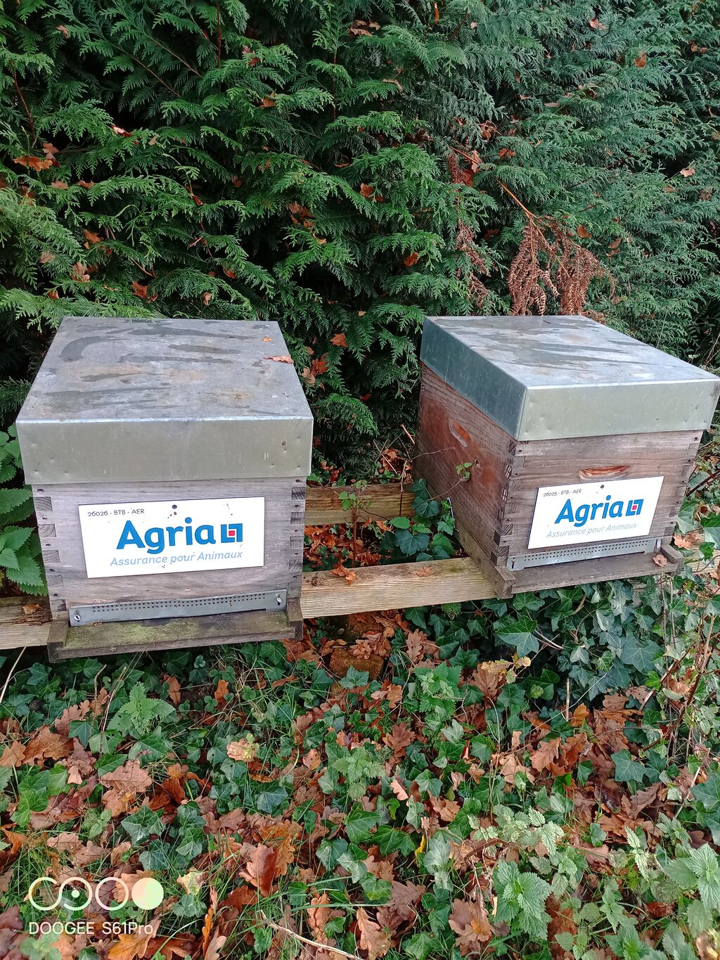 La ruche Agria Assurance pour Animaux