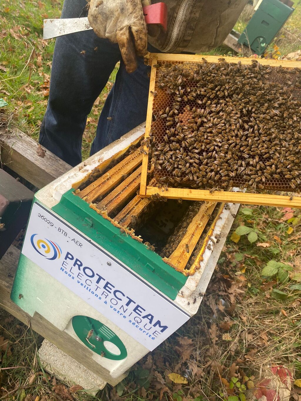 La ruche PROTECTEAM ELECTRONIQUE