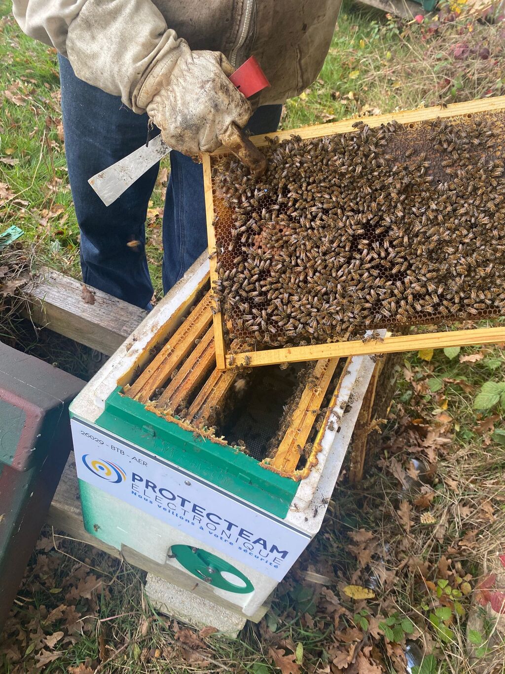 La ruche PROTECTEAM ELECTRONIQUE