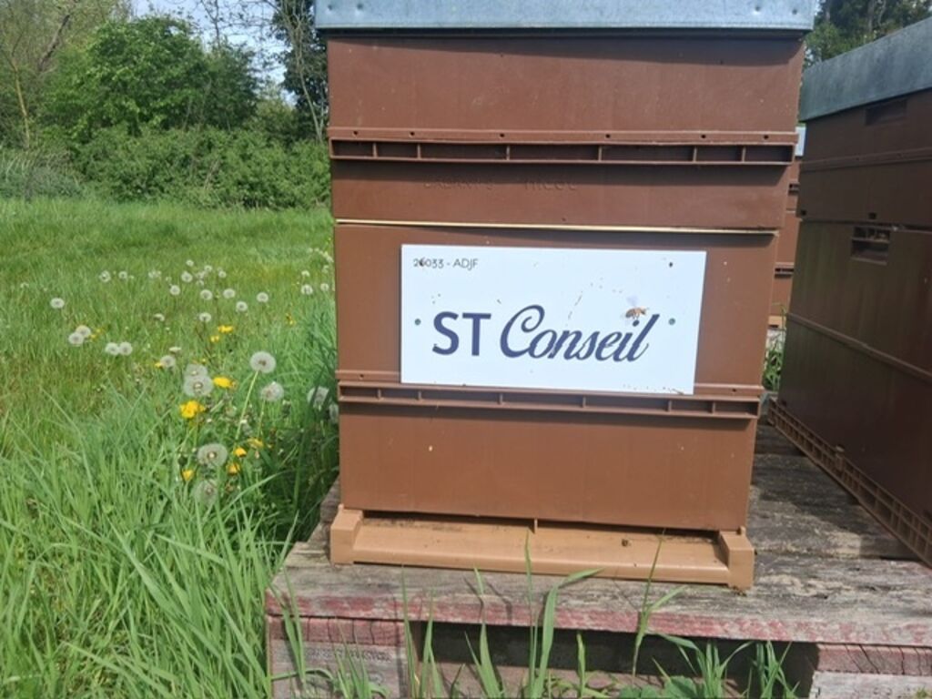 La ruche SASU ST Conseil