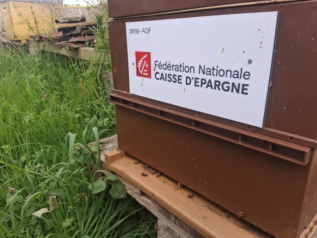 La ruche Fédération Caisse Epargne