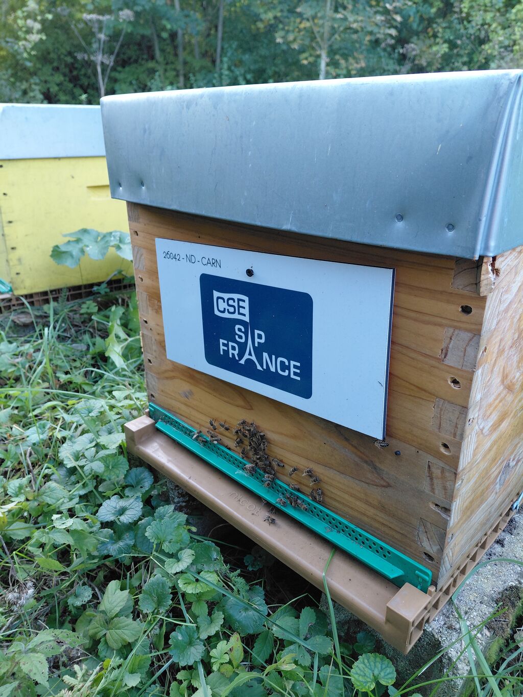 La ruche CSE SAP France