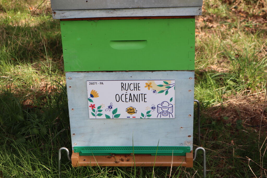 La ruche Océanite
