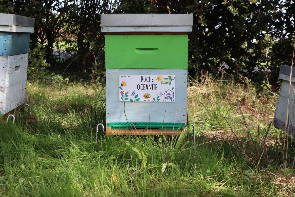 La ruche Océanite