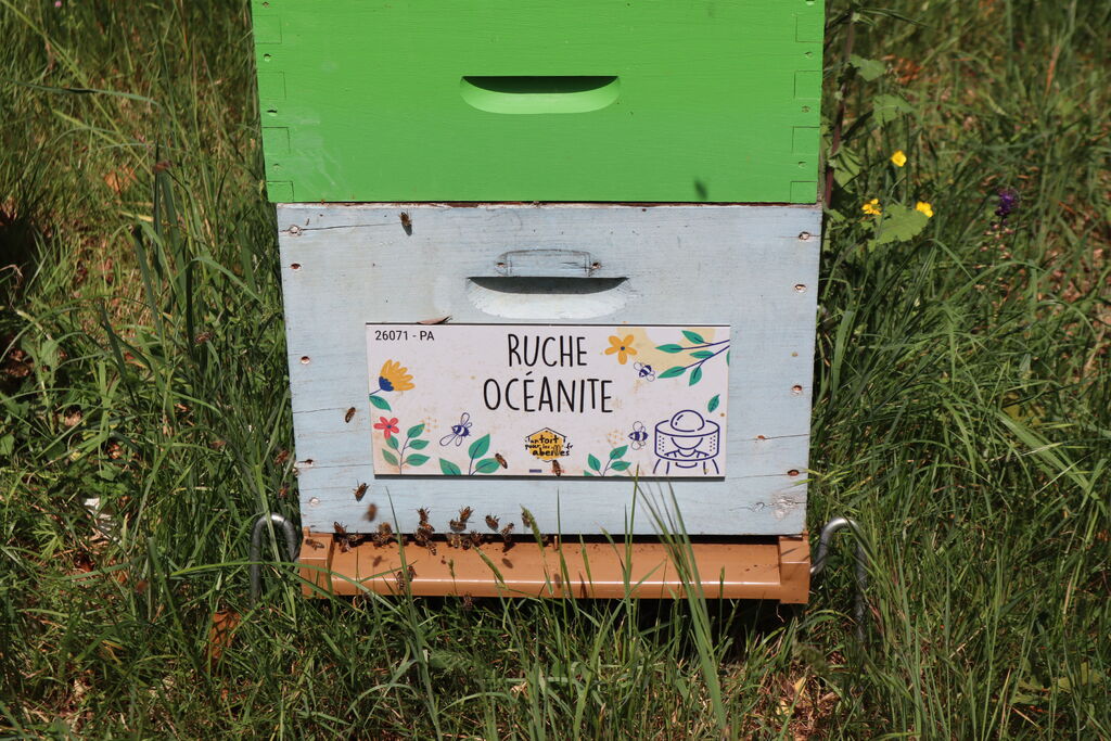La ruche Océanite