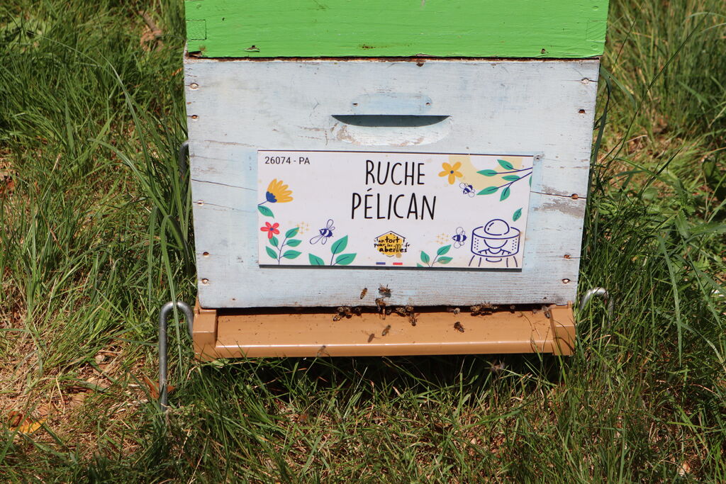 La ruche Pélican