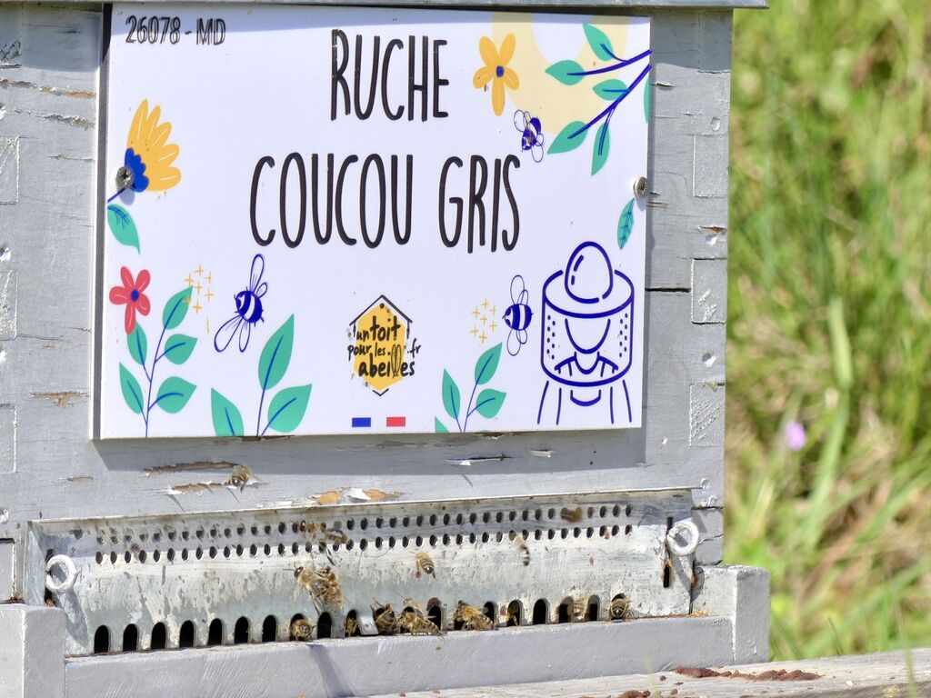 La ruche Coucou gris