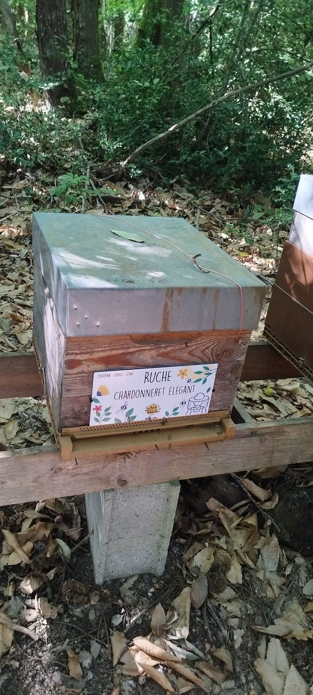 La ruche Chardonneret élégant