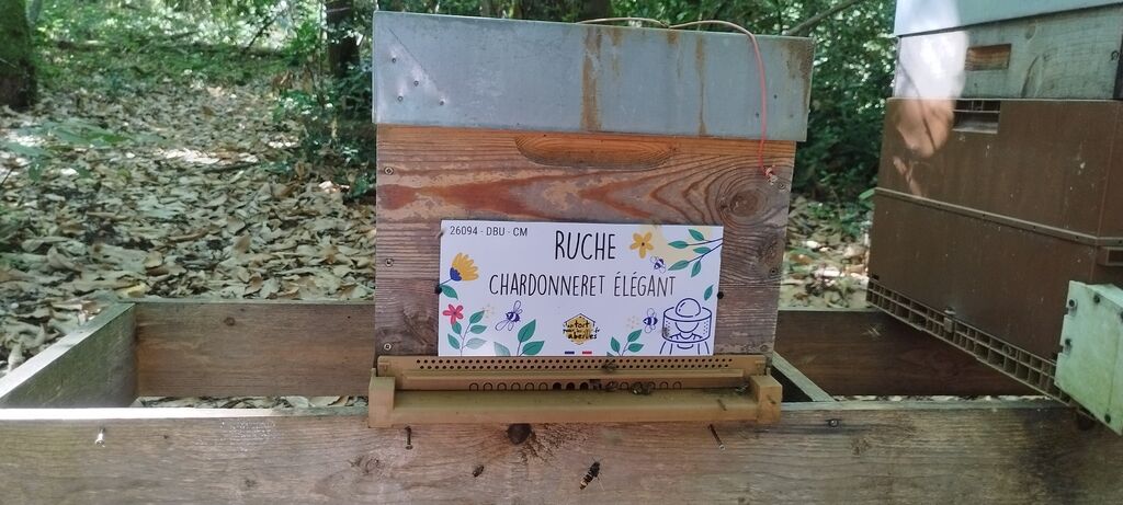 La ruche Chardonneret élégant