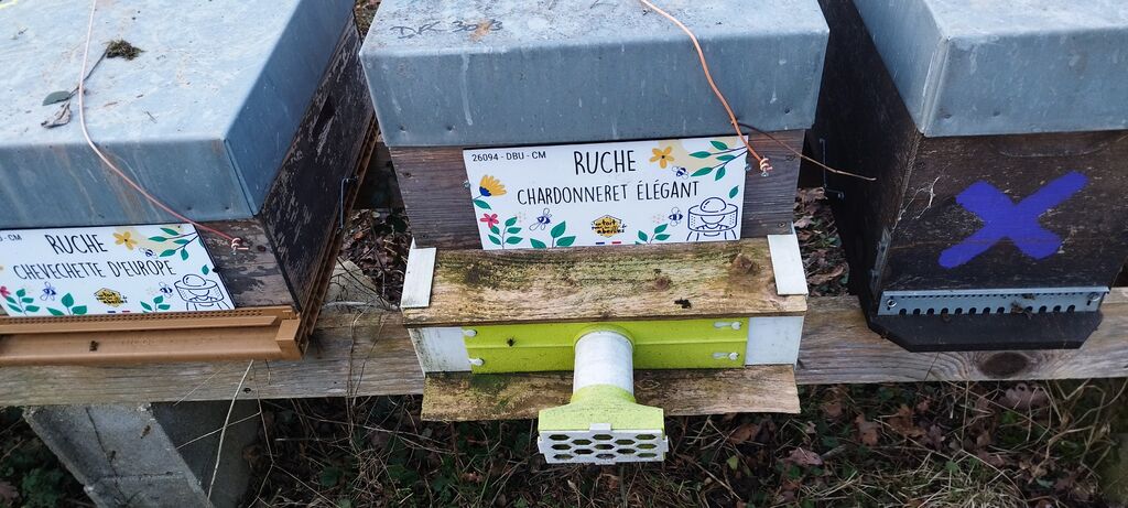 La ruche Chardonneret élégant