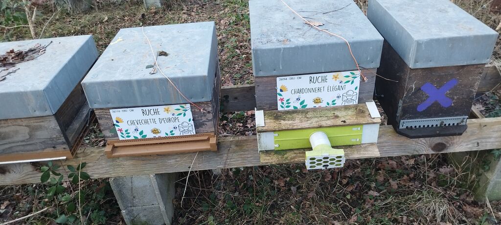 La ruche Chardonneret élégant