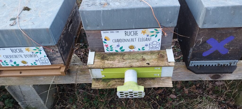 La ruche Chardonneret élégant