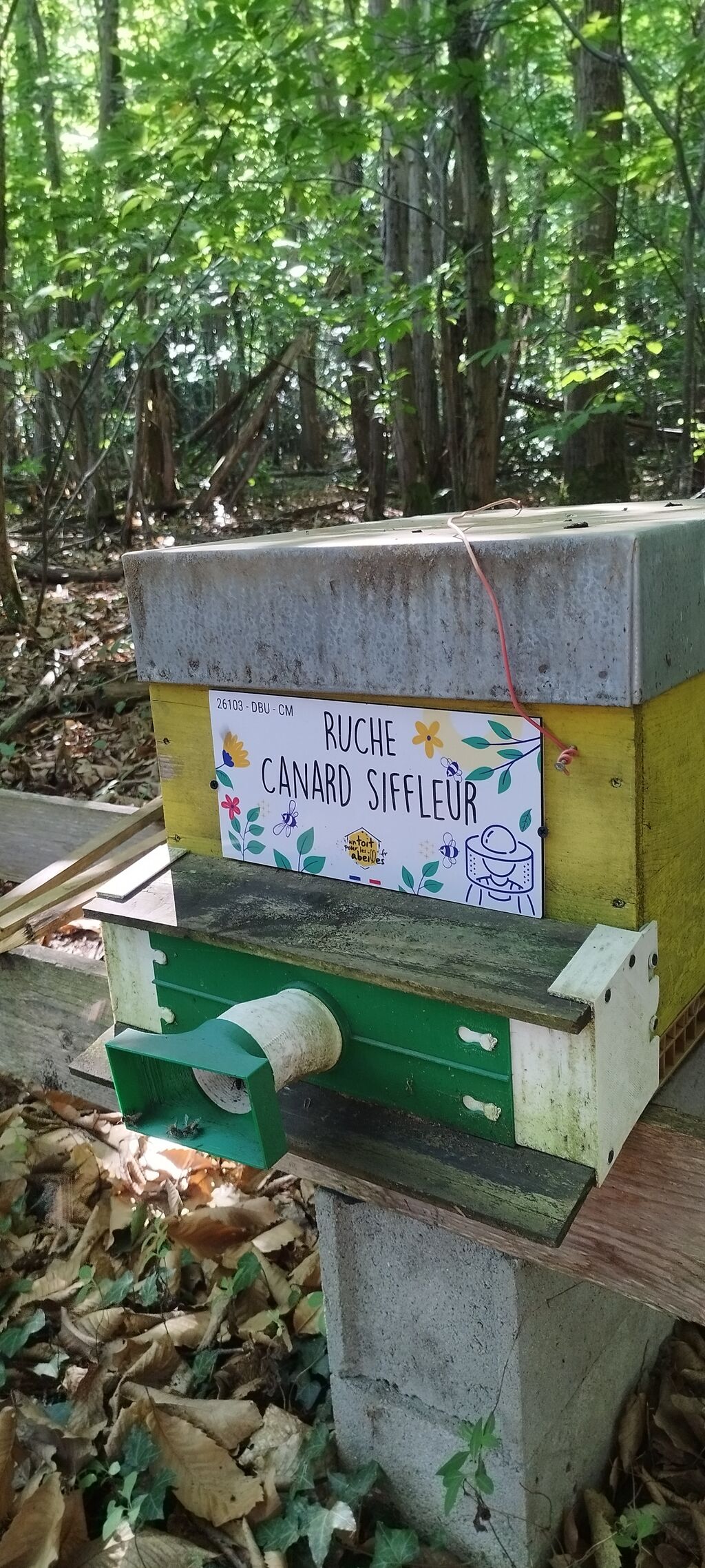 La ruche Canard siffleur